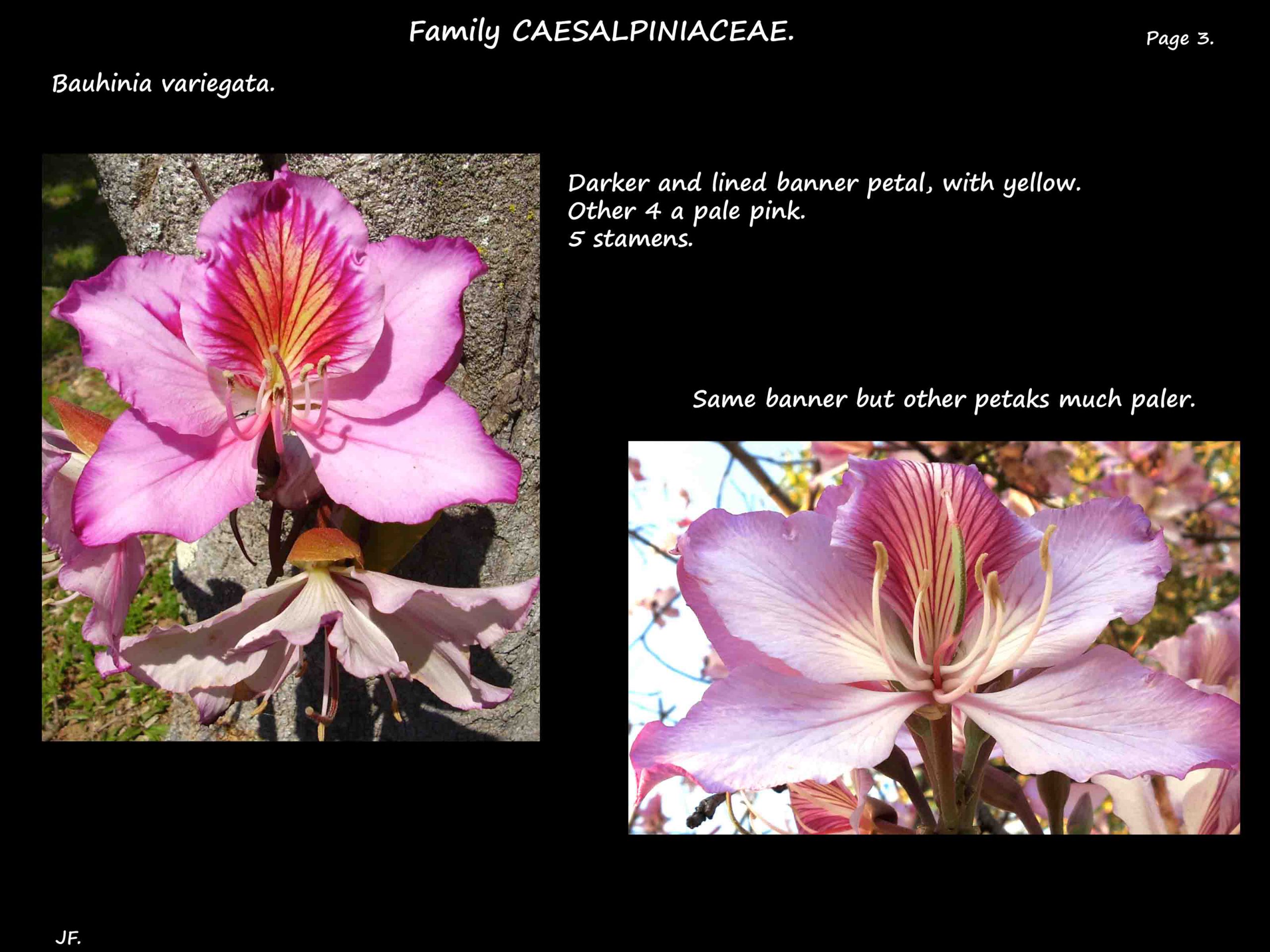 3 Other shades of Bauhinia variegata